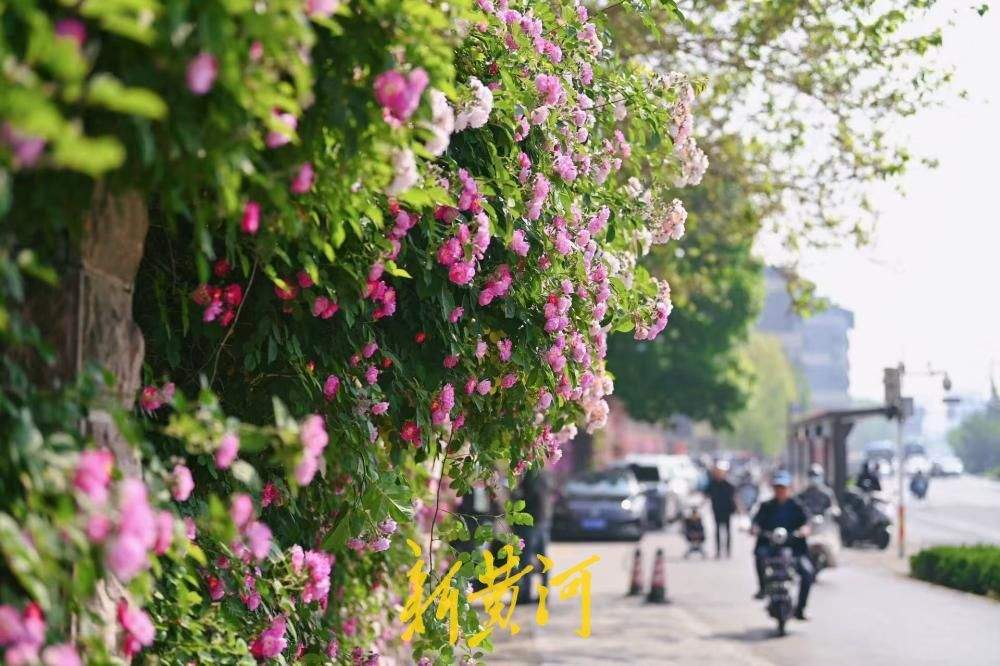 济南明湖北路蔷薇花浪漫上线