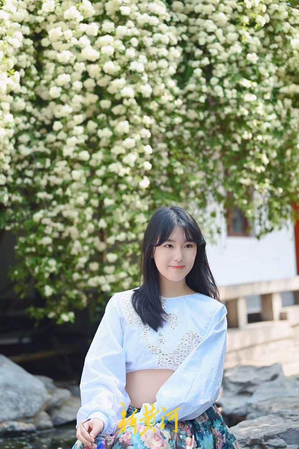 济南趵突泉公园木香花盛开如漫天繁星