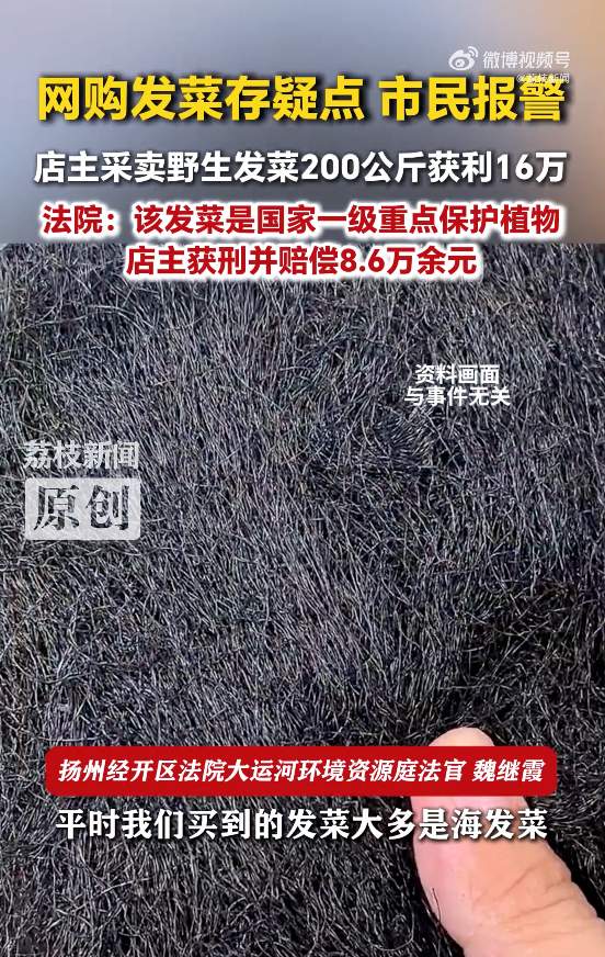 这种酷似头发的野菜是国家一级保护植物