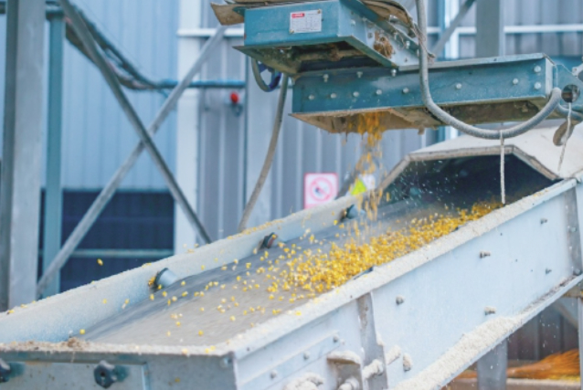 抢收抢烘!——直击济南“抢秋”第一线