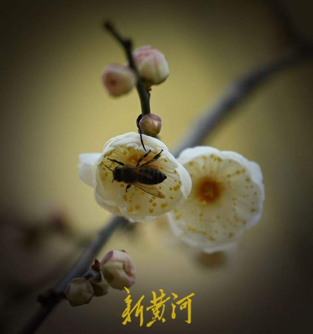济南冬日里的浪漫 趵突泉畔梅花盛放清香醉人