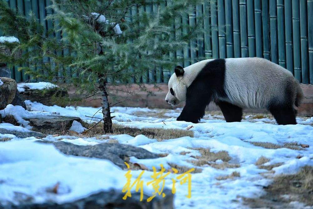 济南雪后初霁 大熊猫雅吉踏雪嬉戏引游人驻足