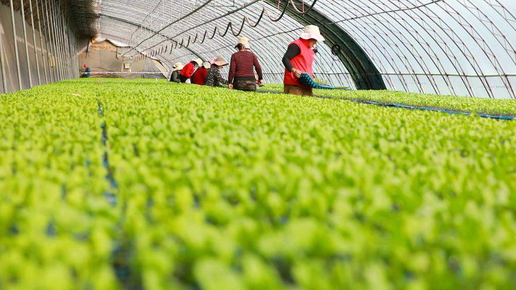 新华视点丨扎根乡土办实事 共筑和美新乡村