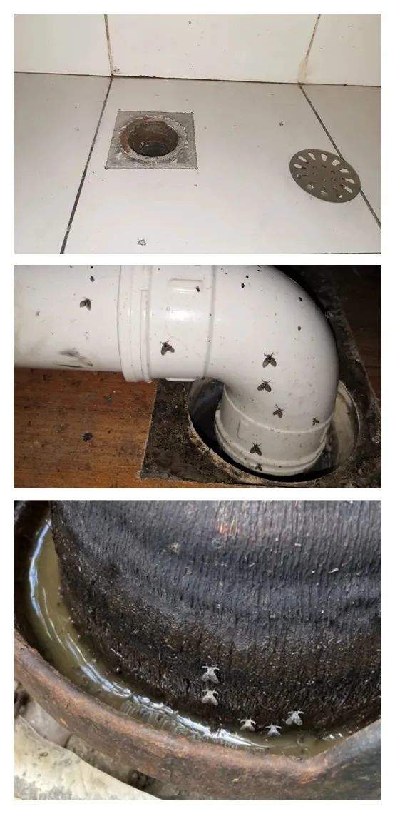 太可怕！随手拍死蛾蚋 男子被迫摘除眼球 