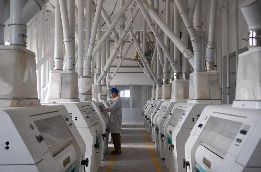 三夏麦收：弱筋小麦如何变得“强”起来