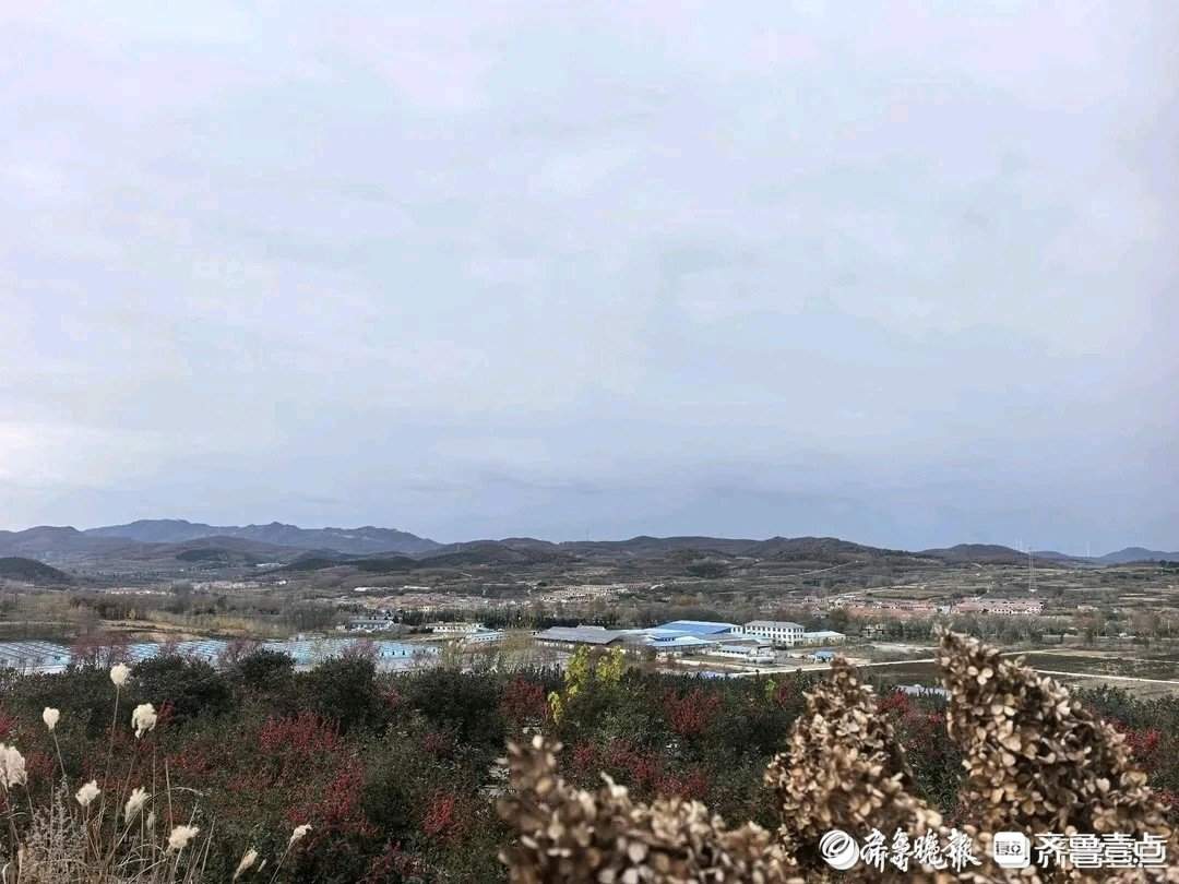 山东破题片区化:乡村“手拉手” 共富路“步步宽”