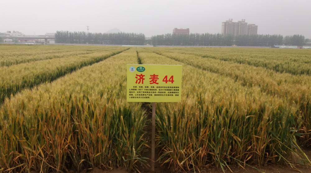 十年淬炼打破育种魔咒，基因破译改写种质历史——一粒中国好麦的“粮芯”独白