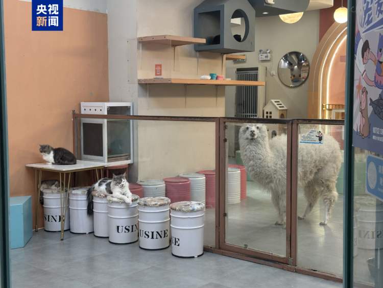 卡皮巴拉、羊驼入驻商场,背后暗藏哪些隐患?