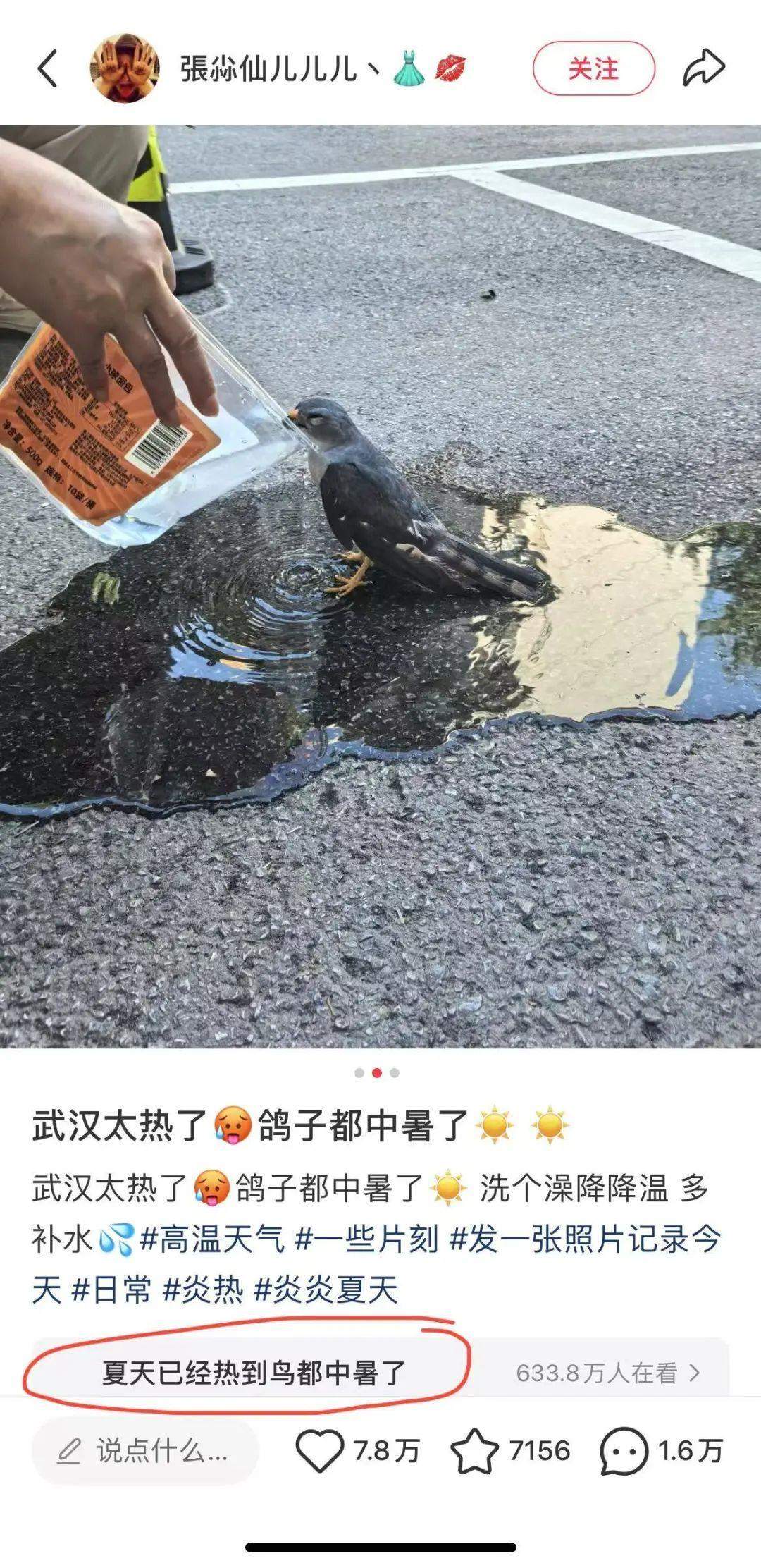 “武汉鸽子中暑”火上热搜！是鸽子吗？真热晕了？