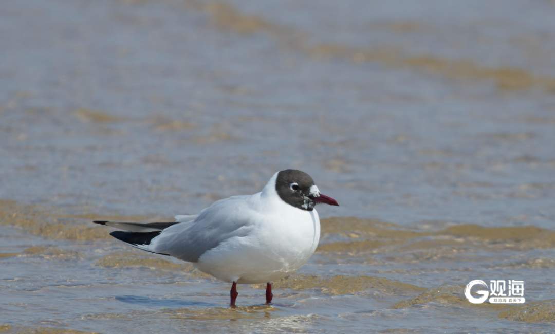 青岛栈桥的海鸥“脸黑了”？原来是繁殖季的“浪漫信号”