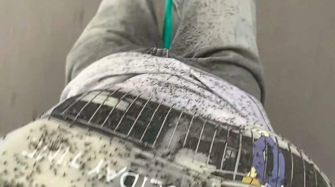 游客称内蒙古阿尔山现大量飞虫，“满脸都是，眼睛都睁不开”，景区：不咬人，尽量不穿鲜艳颜色的衣服