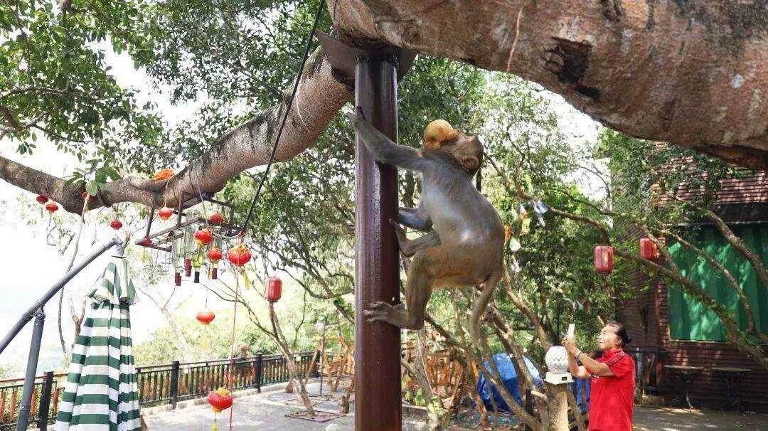 三亚一酒店回应三只猕猴“自带水果”闯入客房：来自鹿回头风景区，避免正面接触，不要对视或采取任何动作
