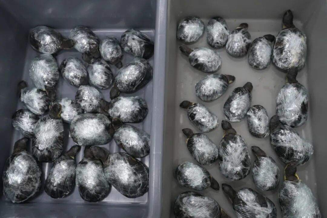 2旅客在紧身裤内共绑藏68只活体龟入境被查