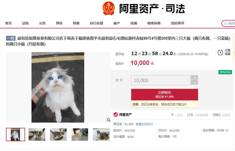 福建一公司负债倒闭，5只“猫咪员工”将被法拍还债，打包起拍价1万元，知情人：猫咪血统比较纯正，正常售卖总价达四五万元