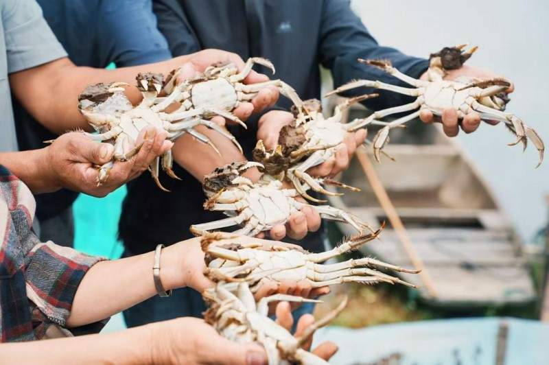 京东 生鲜携手阳澄湖大闸蟹行业协会严选好蟹，全链路品控让消费者安心尝鲜