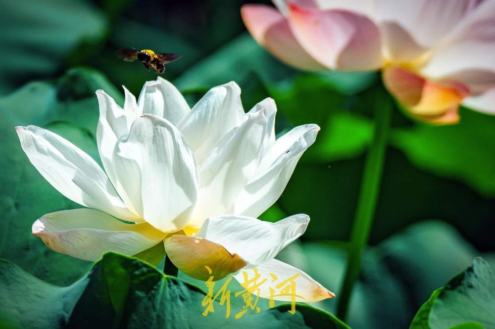 夏日限定！济南鲜花港万平荷塘荷花盛放