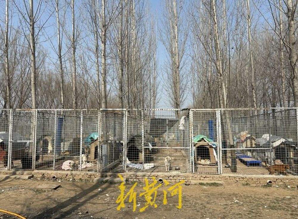 一名高校老师与她救助的800只流浪犬