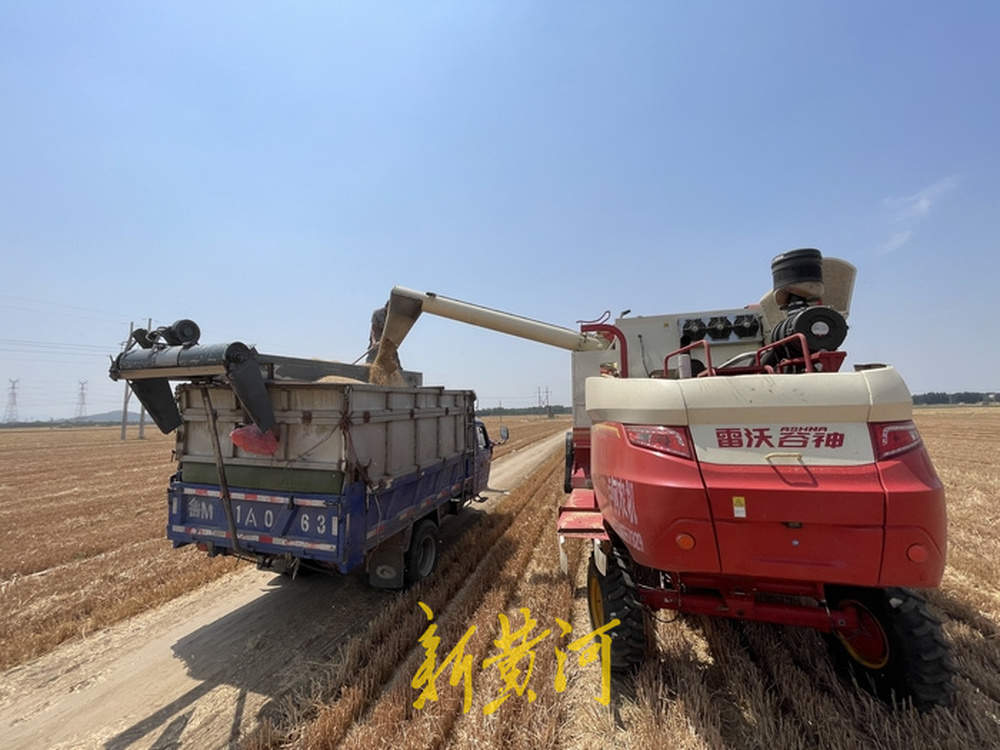 记者体验炙烤下的麦收：收割机驾驶室有空调，一小时割完20亩麦子