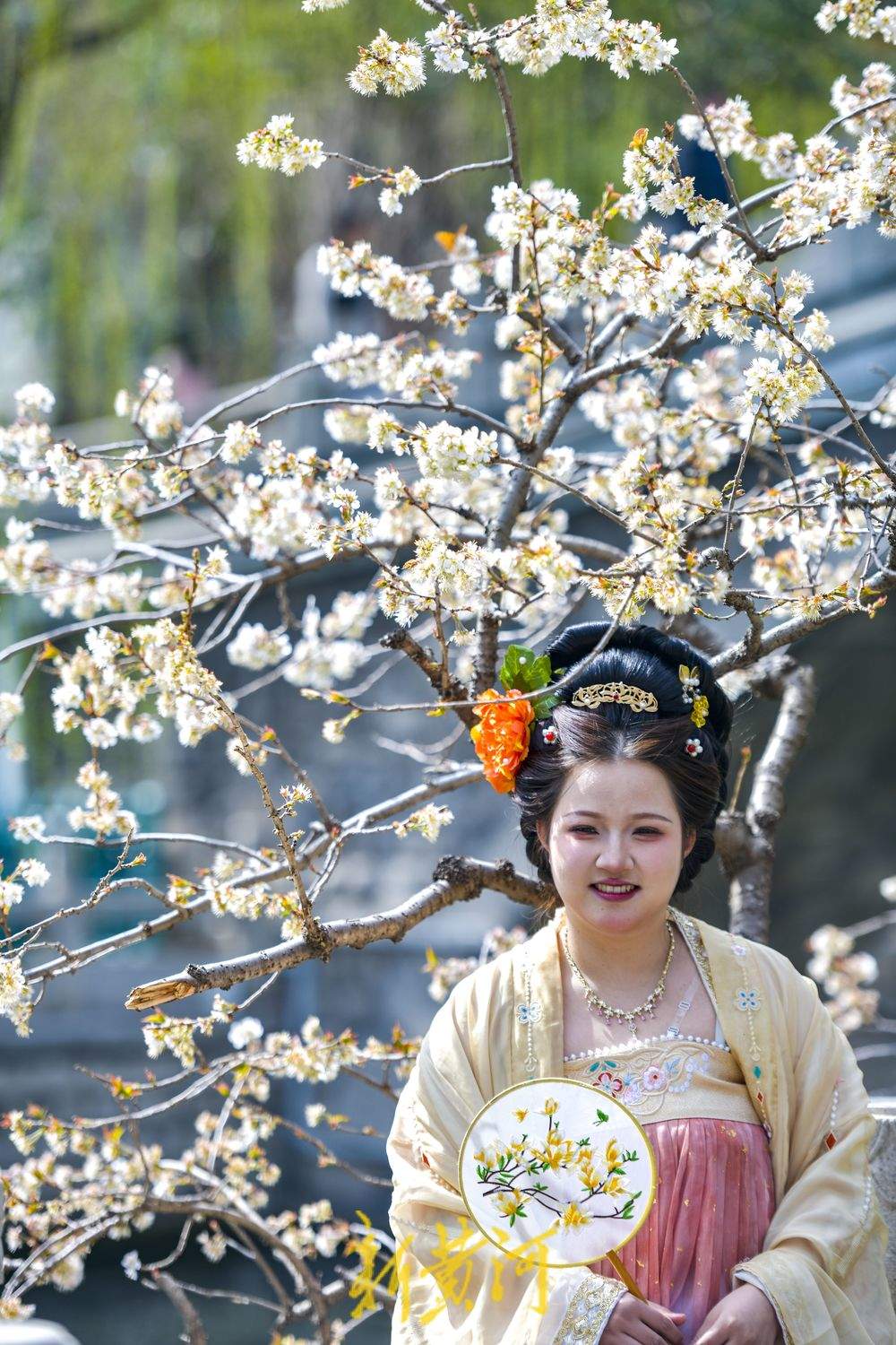 济南护城河畔“独树一枝”变身网红打卡点