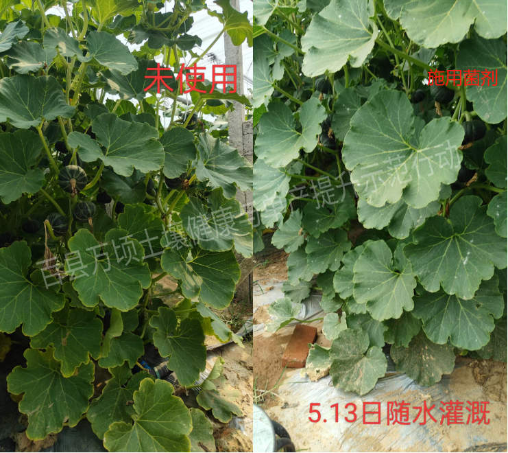 绿氮种植活菌站扎根费县，活菌现用激活“一镇一品”新动能