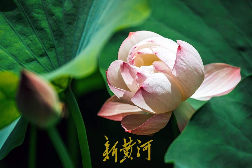 夏日限定！济南鲜花港万平荷塘荷花盛放