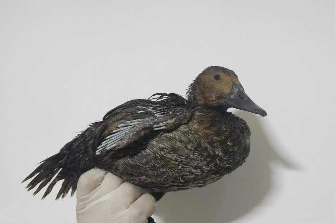 国内非常罕见的小绒鸭，在这里首次发现！