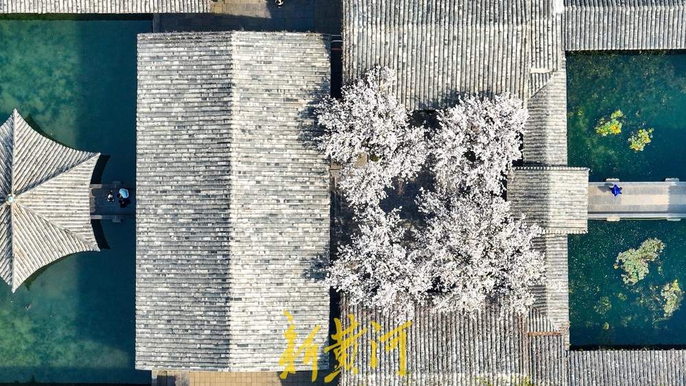 春日限定！趵突泉花柳相映，北方园林美成江南画卷