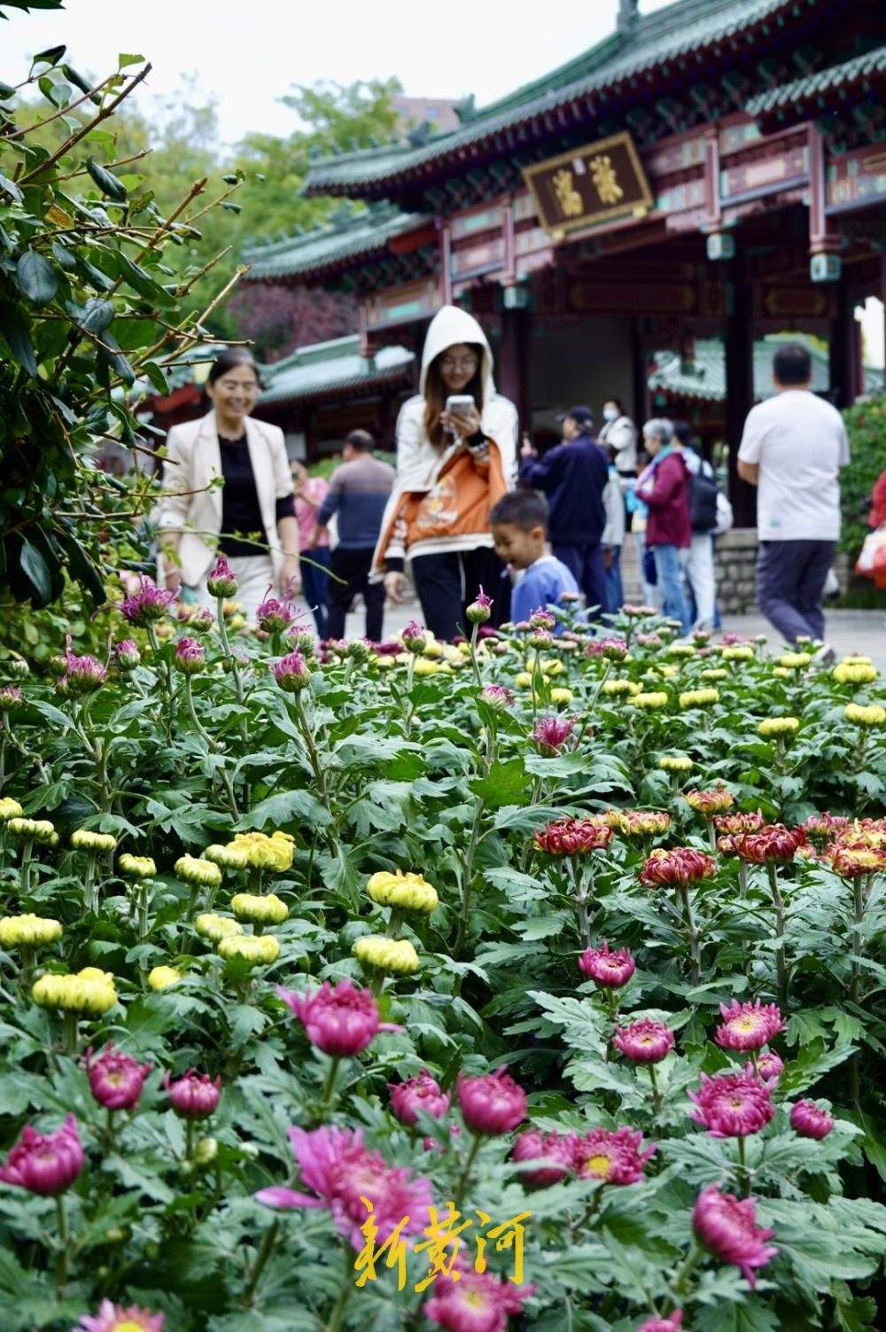 一园主展、三园联动！济南市第47届趵突泉金秋菊展探营