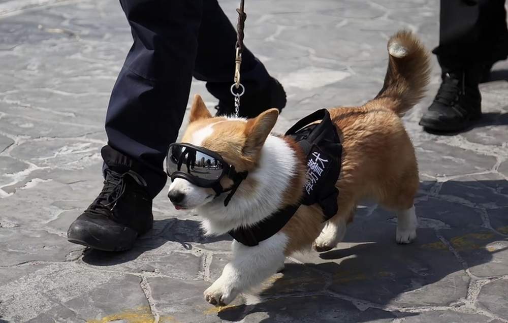“小短腿”解锁新技能！网红柯基警犬“空降”泉城