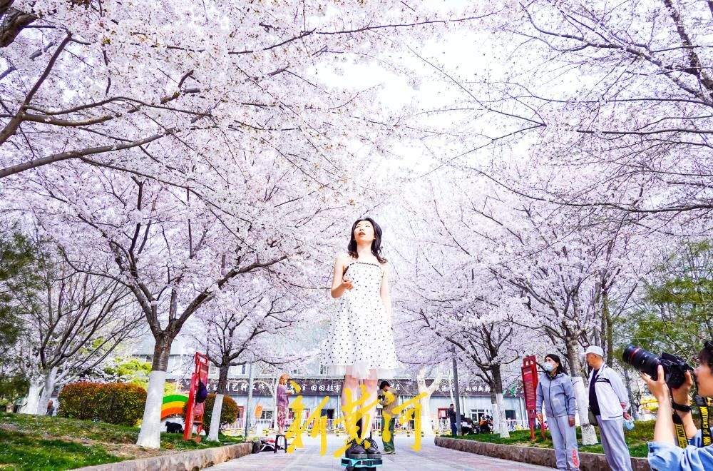 济南湖滨广场迎樱花盛花期，浪漫花海成春日打卡胜地