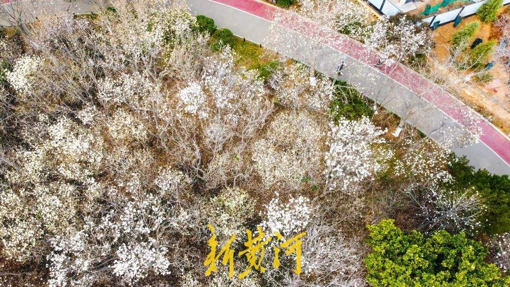 地铁站旁最近的玉兰花海，走出车站融入春景中