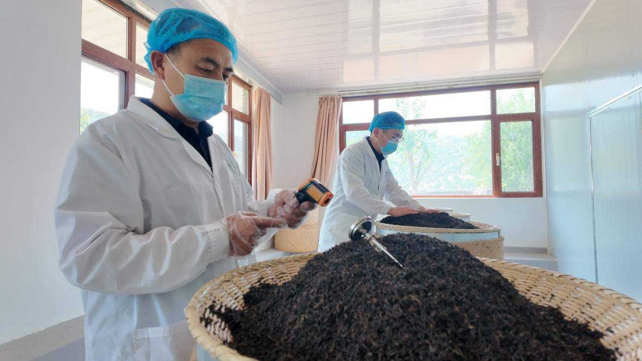 融媒·见证丨山区百姓增收致富，文旅发展再添助力——群山深处有茶香