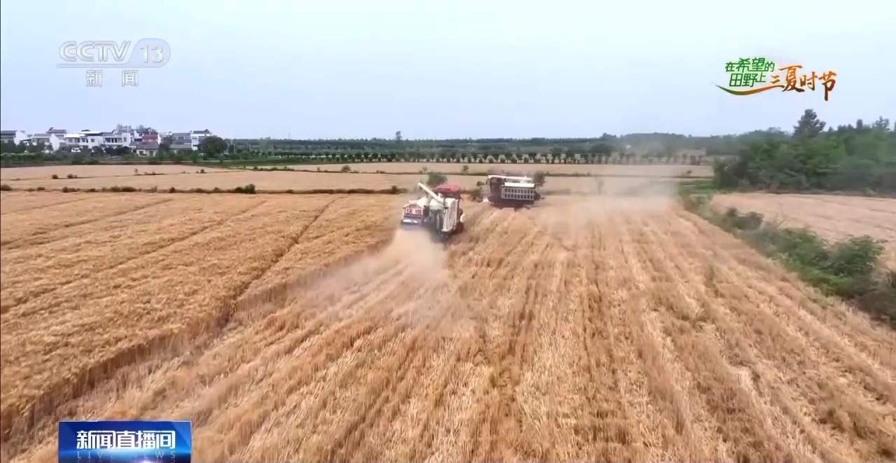 三夏时节迎丰收 小麦、稻虾、西瓜解锁农田增收“密码”
