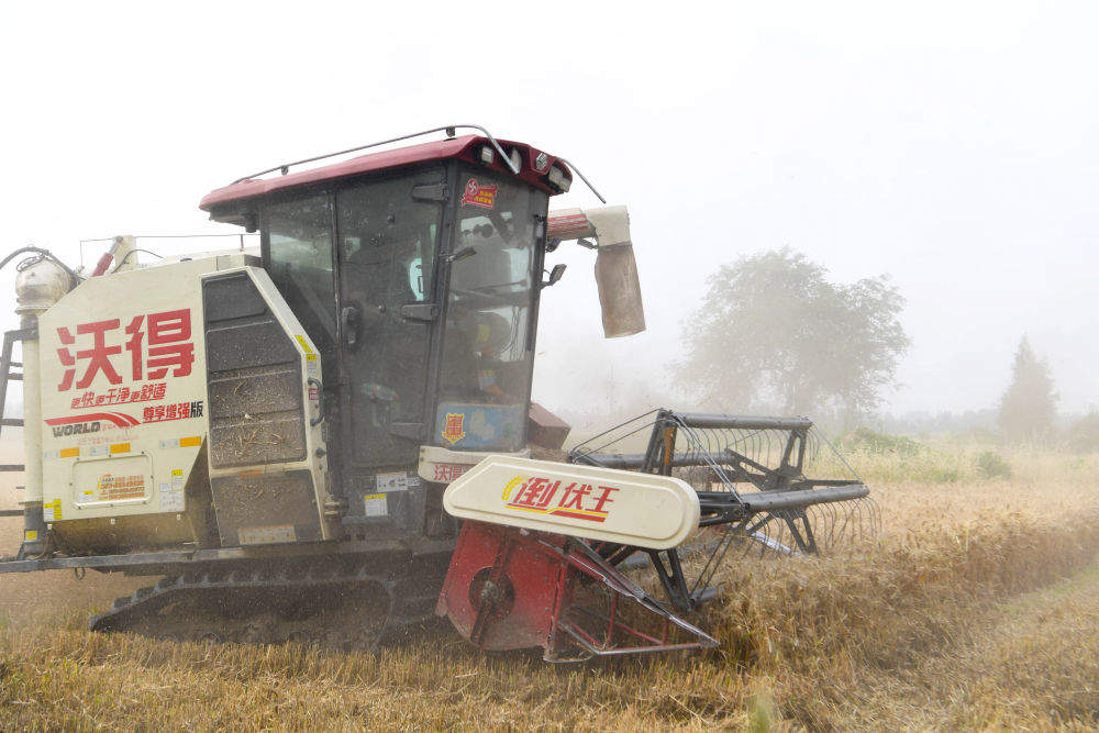 三夏麦收：弱筋小麦如何变得“强”起来