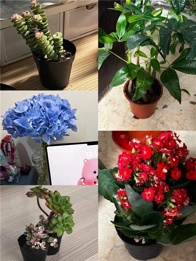 10月1日至10月15日，西安交通大学护理学2502团支部开展“绿植焕彩，运动赋能”系列团日活动