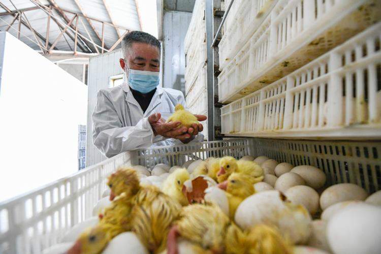 市场供需的互相掣肘:猪肉何以影响羽毛球价格?