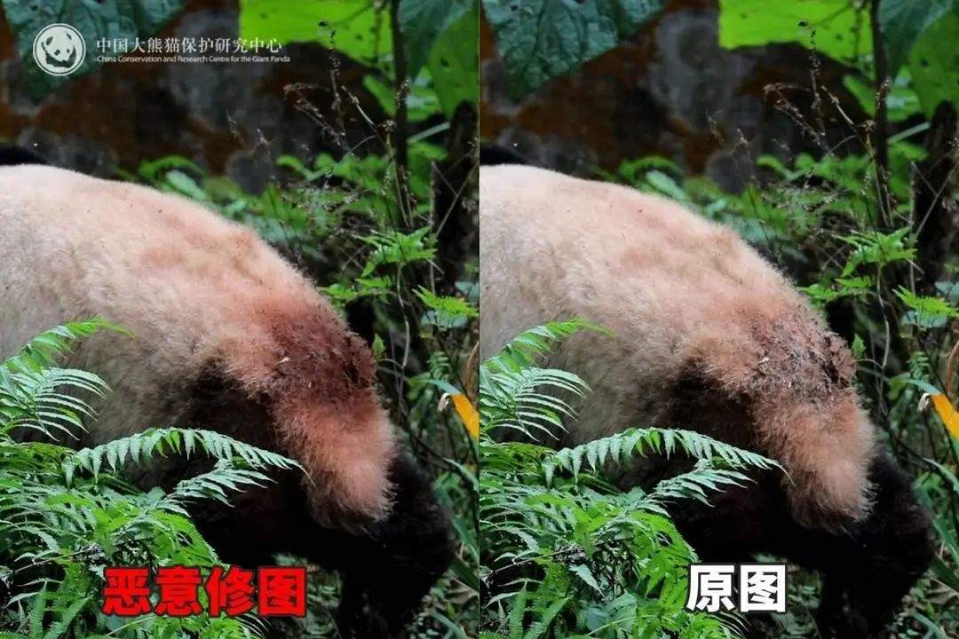 大熊猫背上有“血洞”？熊猫中心紧急发文