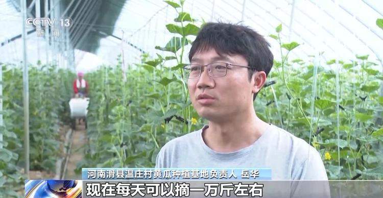 菜价波动后逐渐回落 山东等地如何拎稳“菜篮子”？