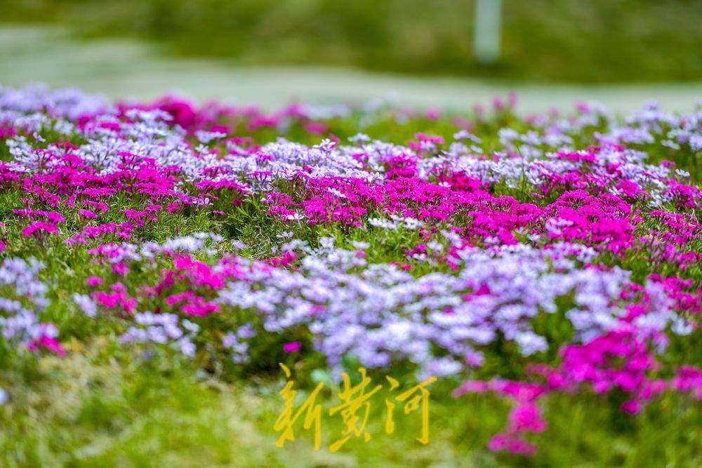 一年四季 泉在济南｜龙鼎大道福禄考花海迎春绽放