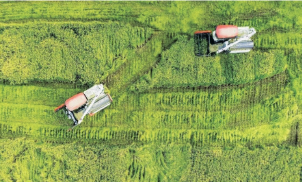 济南:特色产业“大显身手” 乡村振兴“美图”渐显