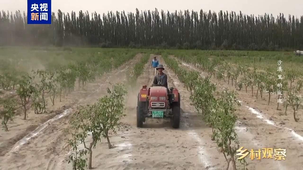 视频丨荒漠也可以成花海 看“沙漠玫瑰”背后的生态之变