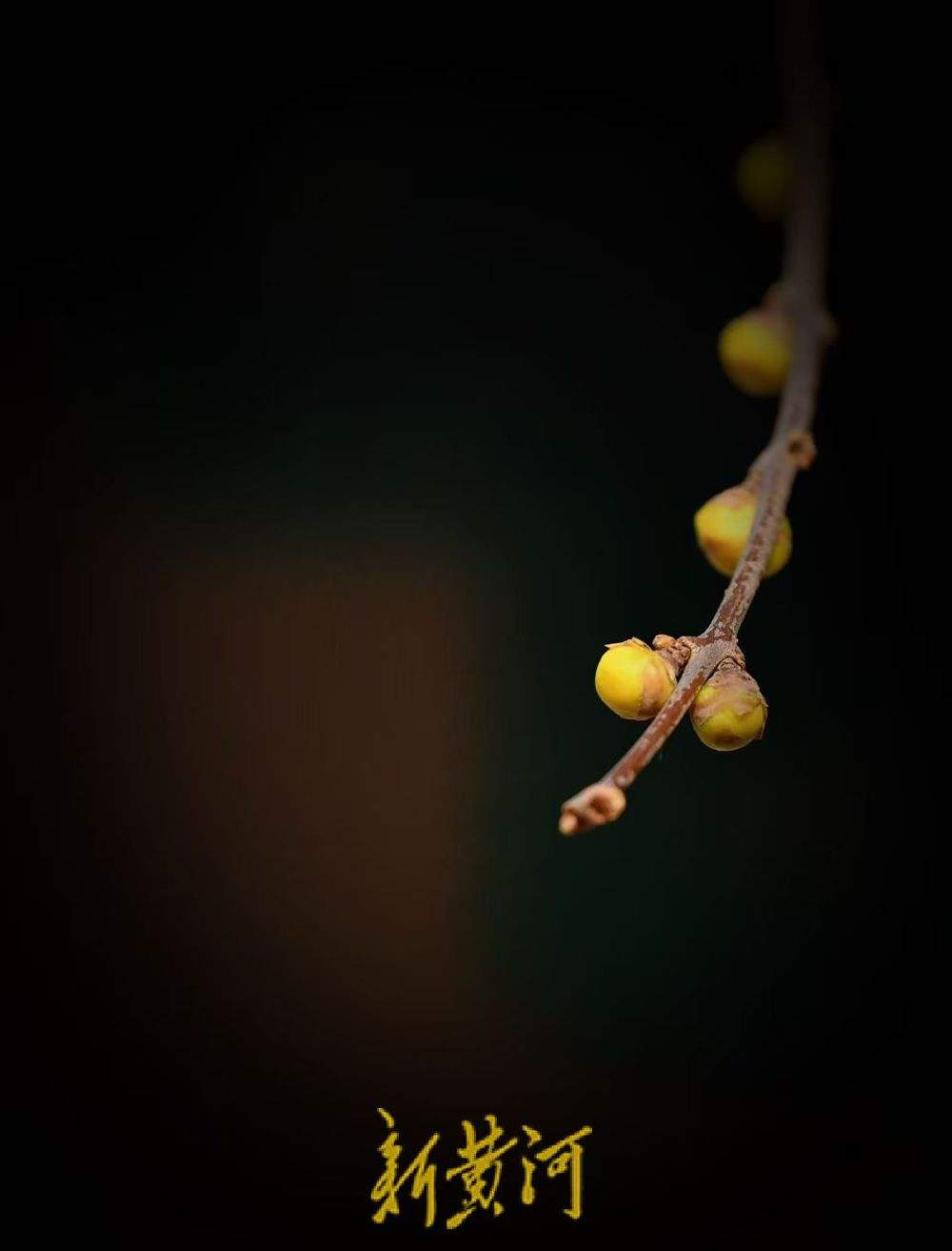 济南趵突泉沧园腊梅含苞待放 香气四溢引游客