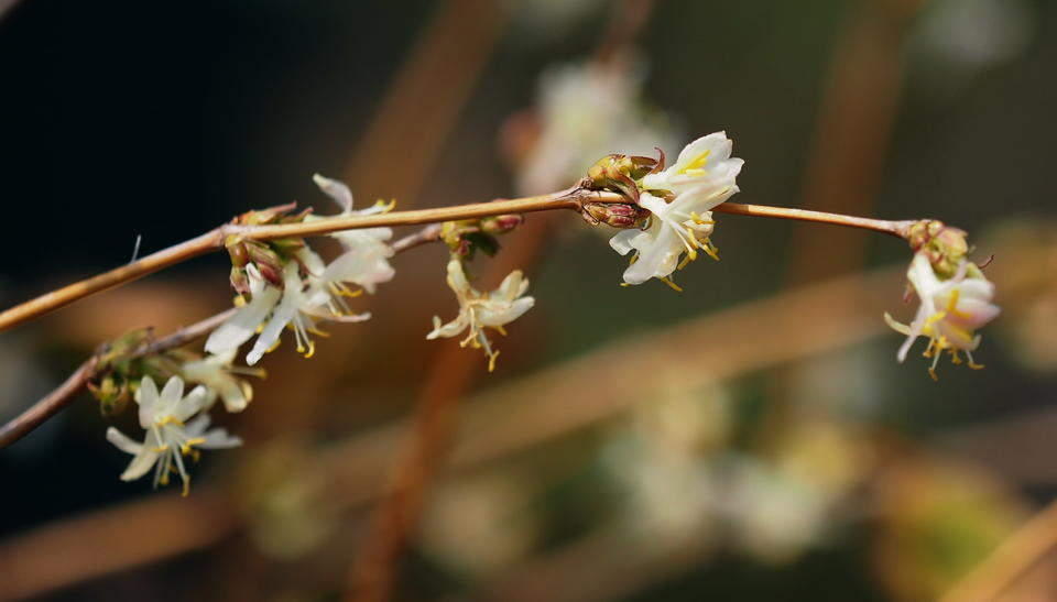 早春大明湖，郁香忍冬静待叶醒