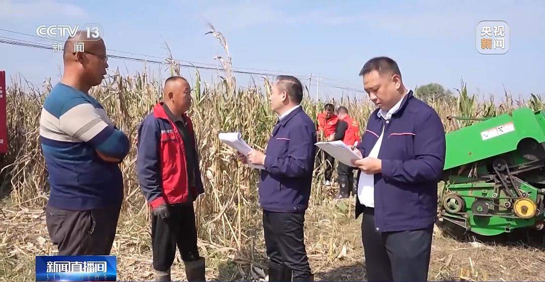 山东秋粮保卫战，挖沟排涝、笼子晾粮、保险赔款，一个都不能少