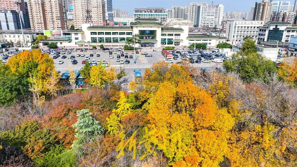 700余株樱花林层林浸染 ，济南湖滨广场迎来最绚丽的时节