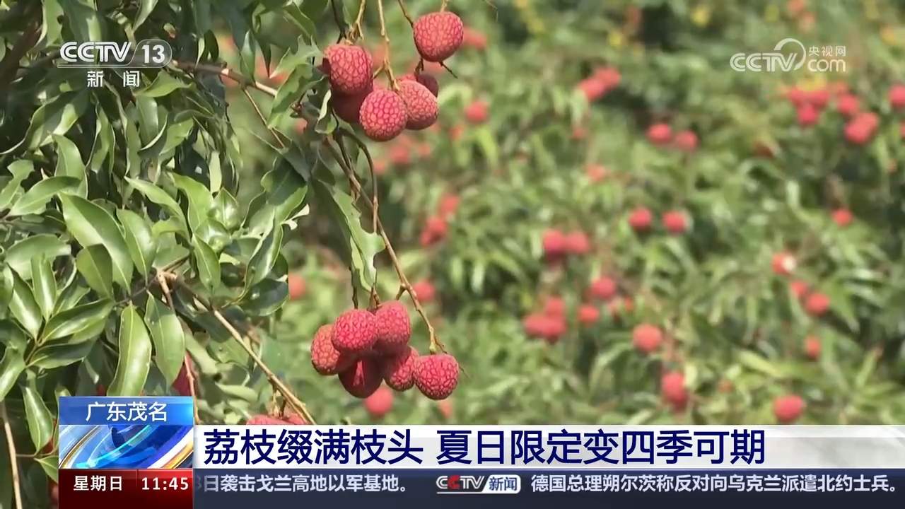 智慧农机护航“三夏”生产 夯实秋粮丰收基础