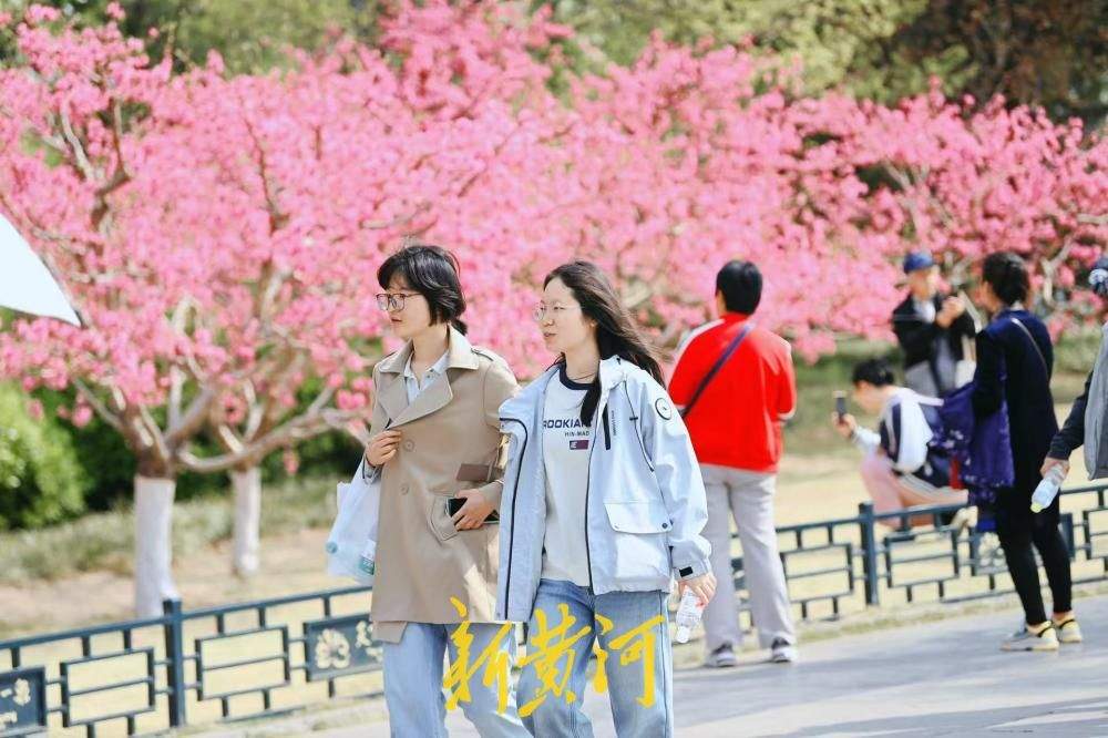 菊花桃盛开灿若云霞 惊艳泉城春日