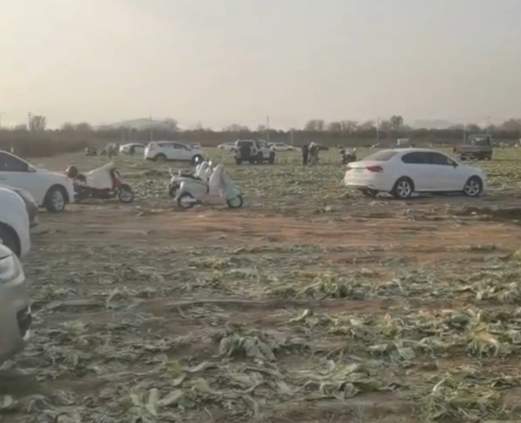 一则谣言毁了近200亩白菜，损失逾百万！责任谁担？