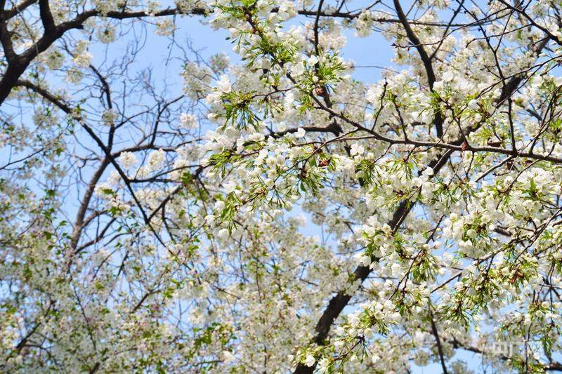 济南：花开满城，暖意融融