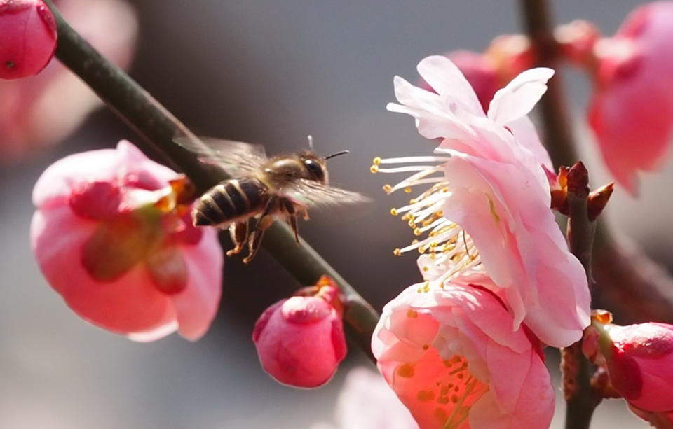 济南惊蛰到，万物复苏百虫闹